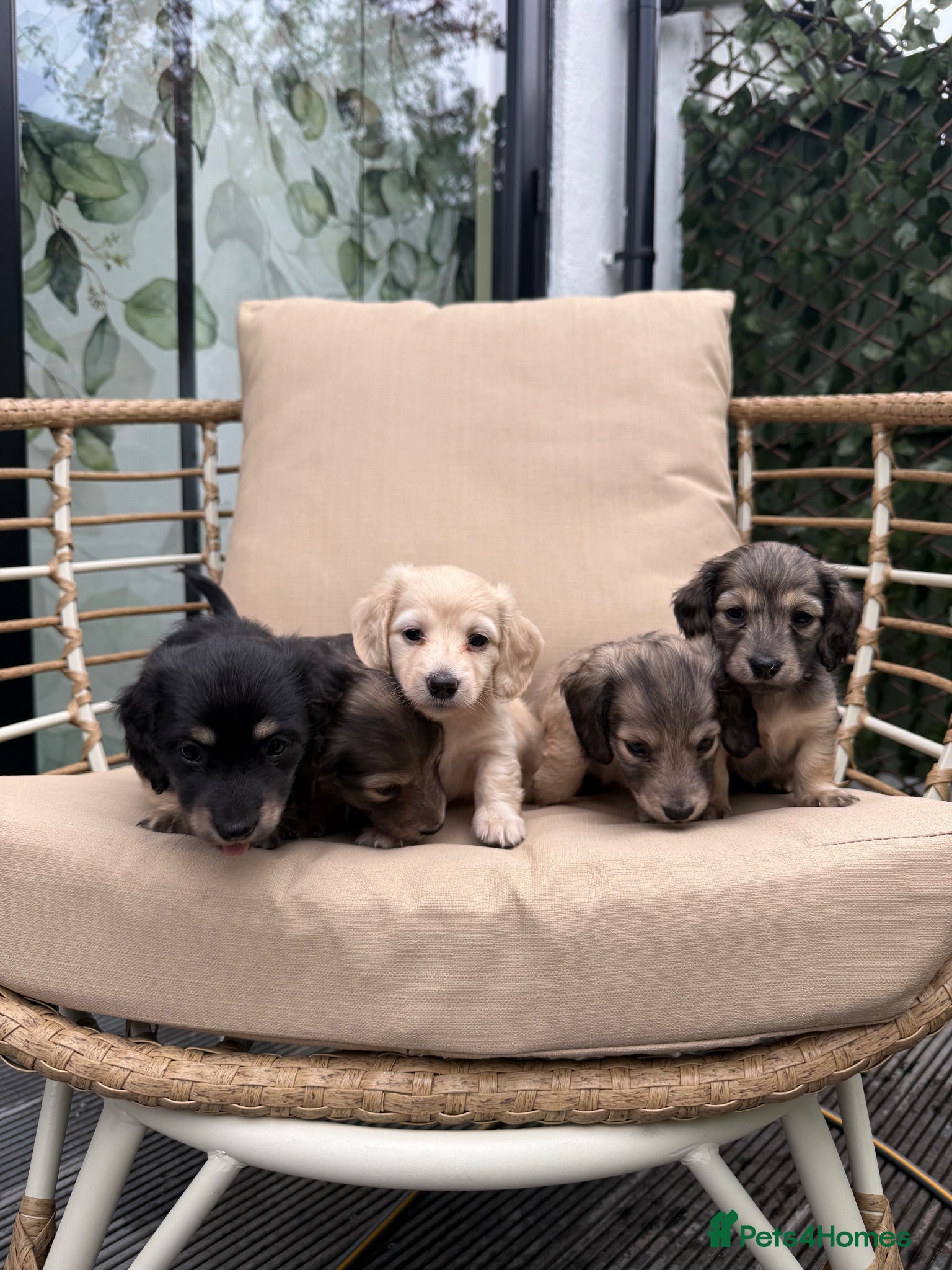 Dachshund dogs Pedigree Miniature (Long Haired) Dachshund Puppies - Advert 8