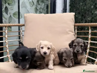 Dachshund dogs Pedigree Miniature (Long Haired) Dachshund Puppies - Advert 8