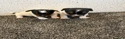 Jack Russell dogs for sale: Traditional Jack Russell Puppies  - Advert 9