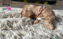 Cockapoo dogs for sale: ⭐️F1B cockapoo puppies⭐️ - Image 11