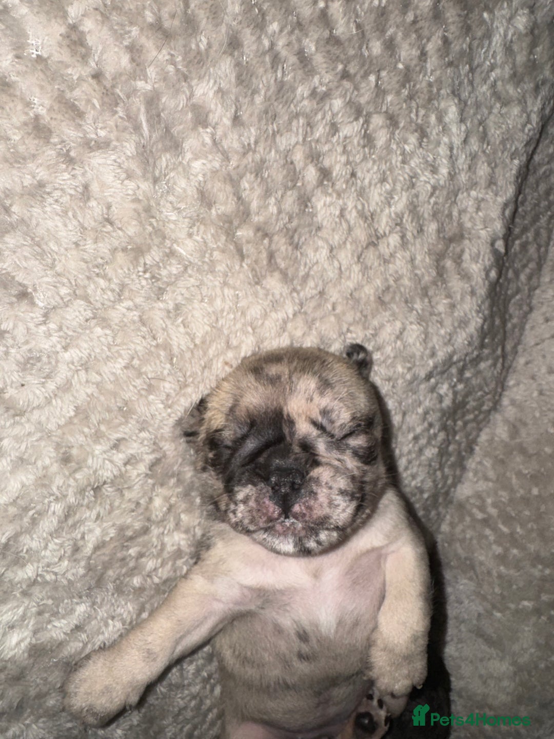 Frug dogs for sale: Pug/frenchie  - Advert 11
