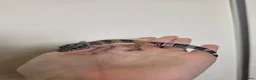 Leopard Gecko reptiles for sale: Baby leopard geckos - Advert 20