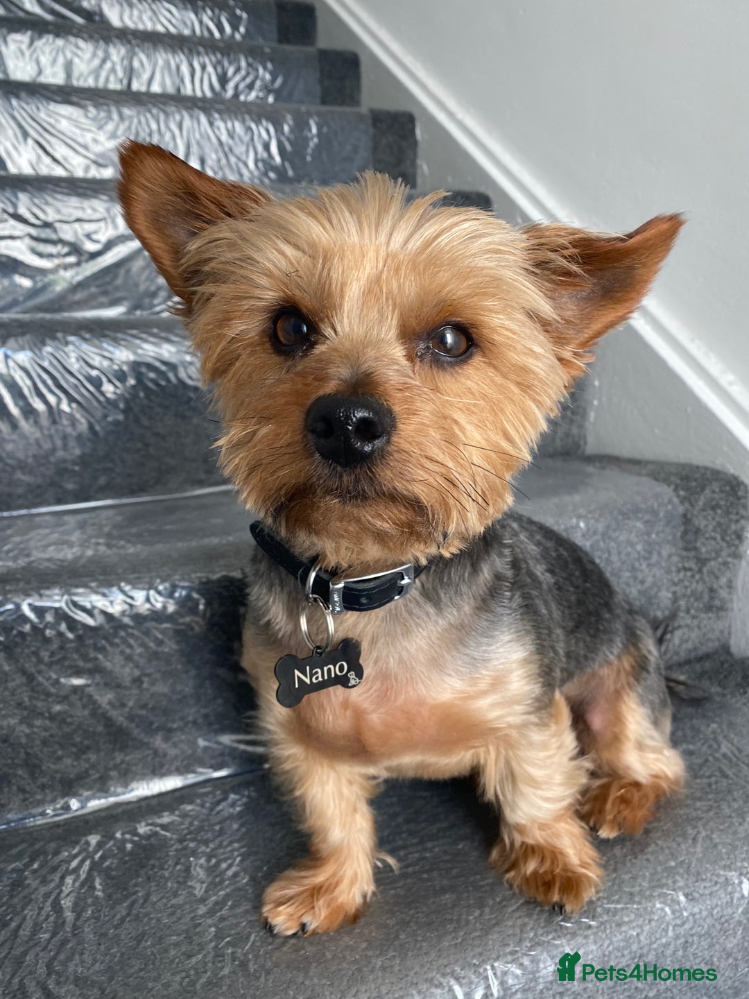 Yorkshire Terrier dogs for sale: Endearing Yorkie Looking for a New Home - Advert 5