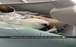 Rat rodents for sale: X2 male rats  - Image 4