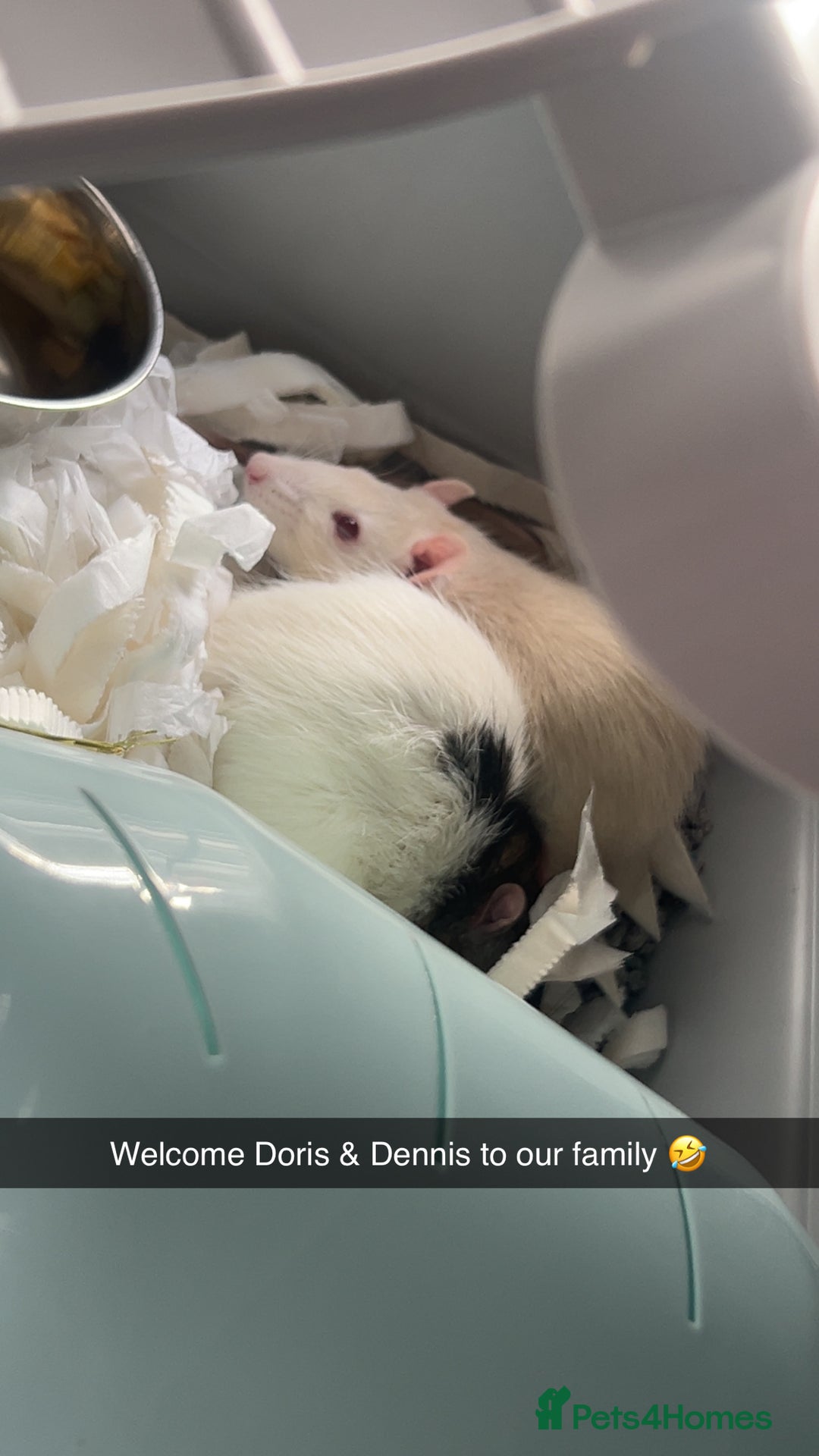 Rat rodents for sale: X2 male rats  - Image 4