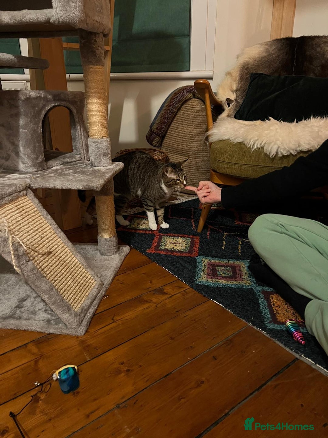 Mixed Breed cats for adoption: NOODLE-AMAZINGLY UNUSUAL FUR PATTERN -CONFIDENT! - Advert 13