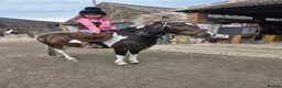 Other Breed horses for sale: Sparky in Redcar - Advert 5