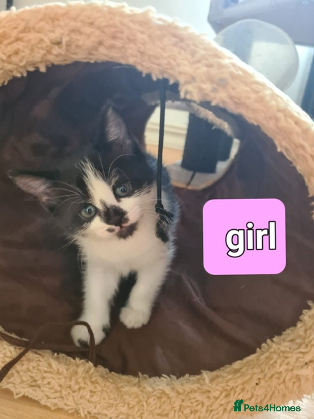 Mixed Breed cats for sale: 1 Cute kitten for sale  "" Price drop " - Image 8