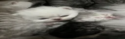 Persian cats for sale: Chinchilla Persians  - Advert 4