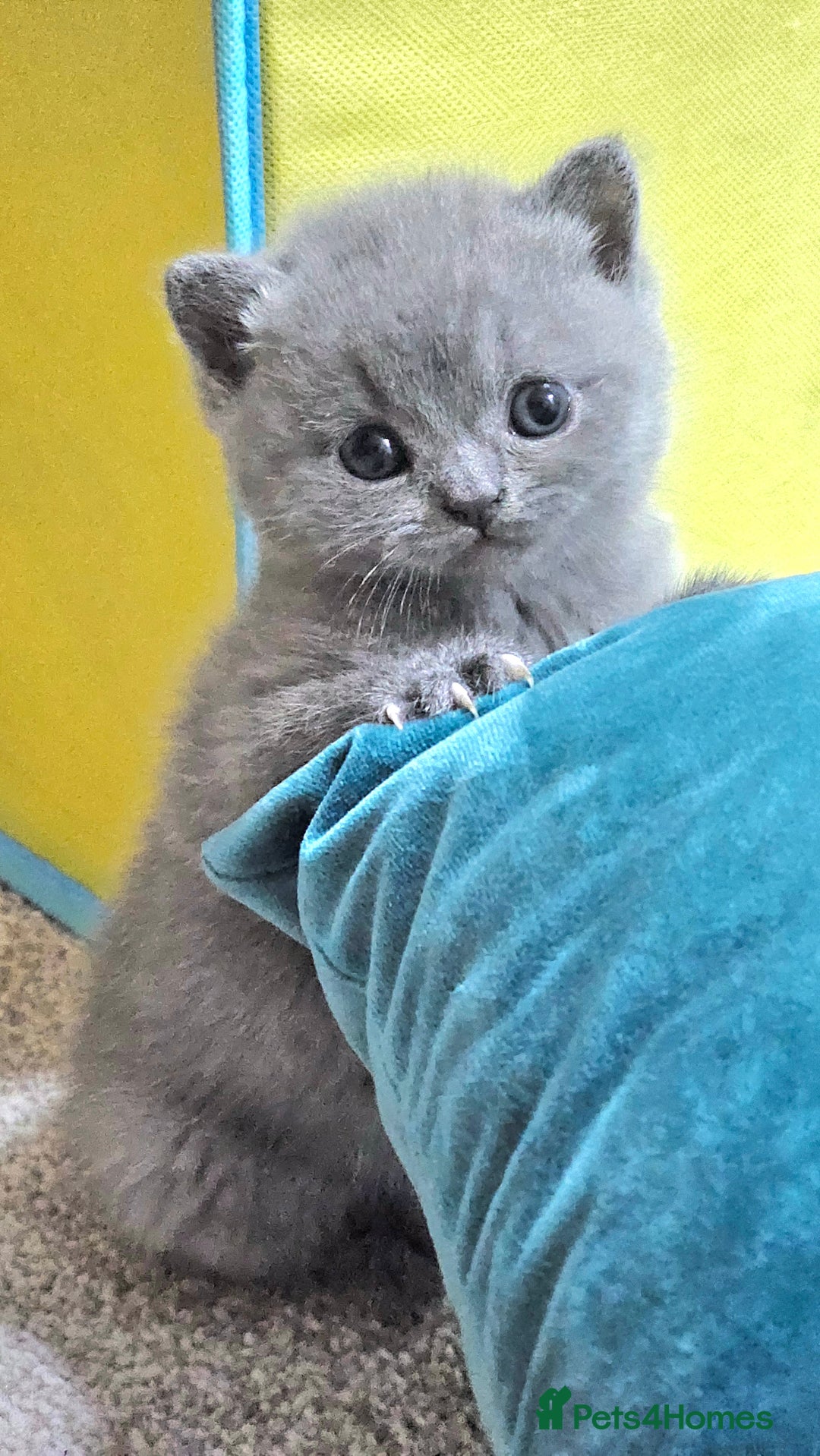 British Shorthair cats for sale: Beautiful Pedigree British Blue Kittens  🐾 - Advert 12