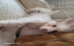 Toy Poodle dogs for sale: White Parti toy poodle o - Image 3