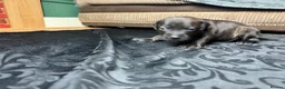 Mixed Breed dogs for sale: American Bull Staffy Puppies in Ramsgate - Advert 9