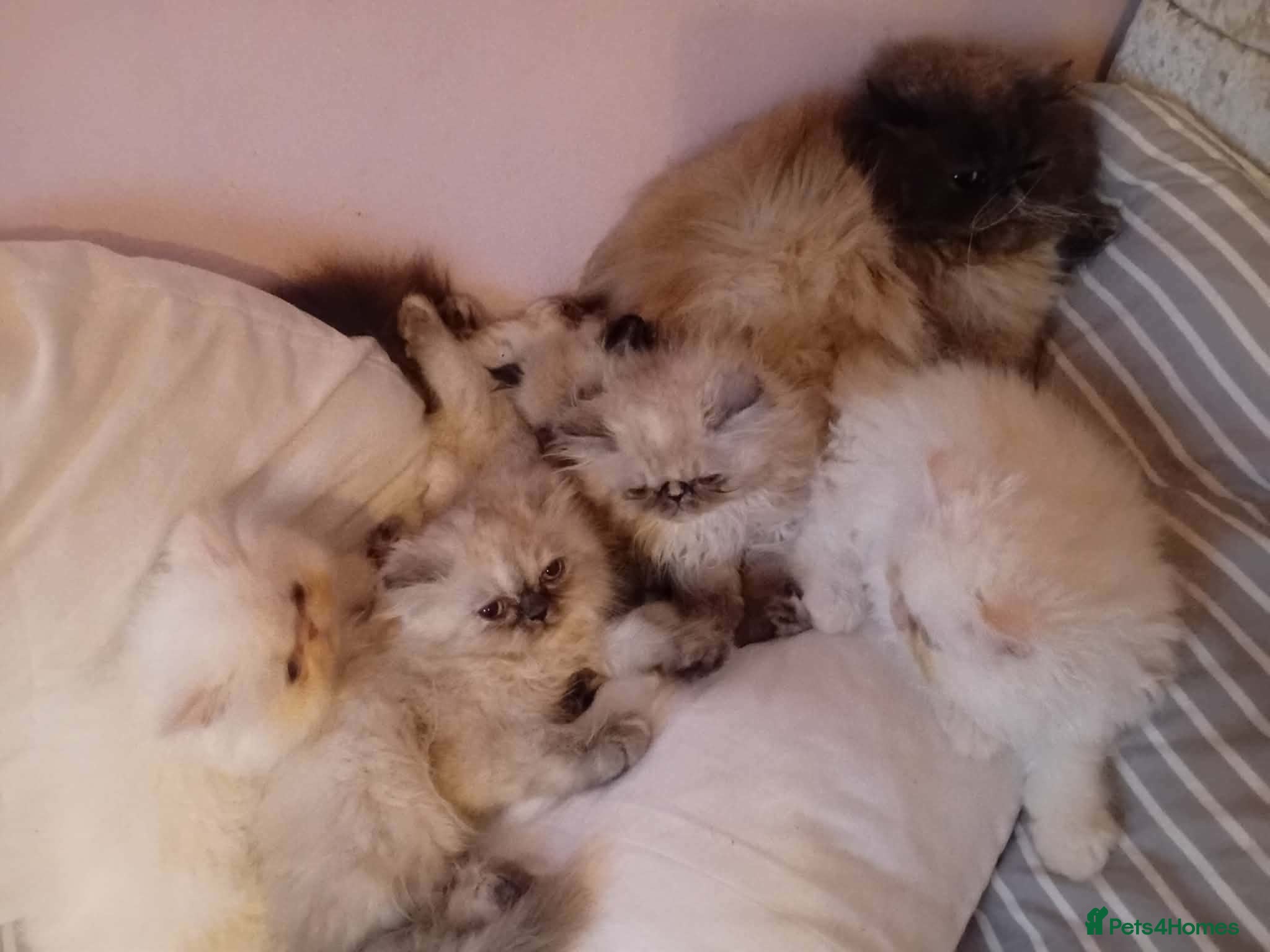 Persian cats Beautiful Persian kittens  - Advert 1