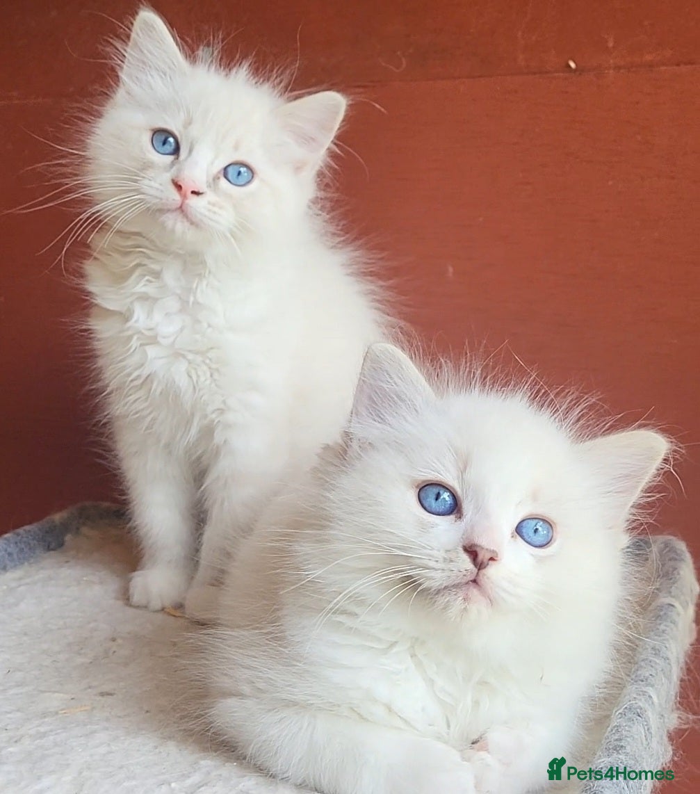 Ragdoll cats Ready to leave, male ragdoll babies  - Advert 17