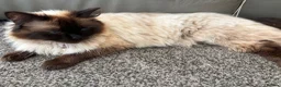 Mixed Breed cats for sale: Beautiful long haired Ragdoll cross kittens - Advert 2