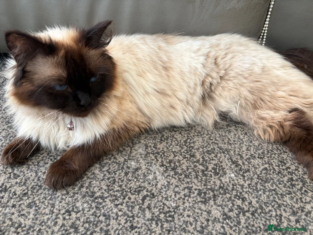 Mixed Breed cats for sale: Beautiful long haired Ragdoll cross kittens - Advert 2