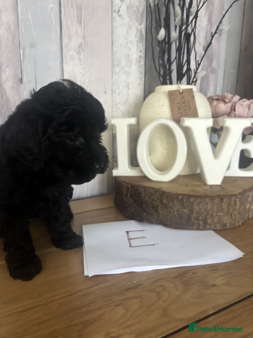 Cockapoo dogs for sale: Cockapoo Puppies looking for their forever homes - Advert 17