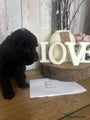 Cockapoo Puppy E