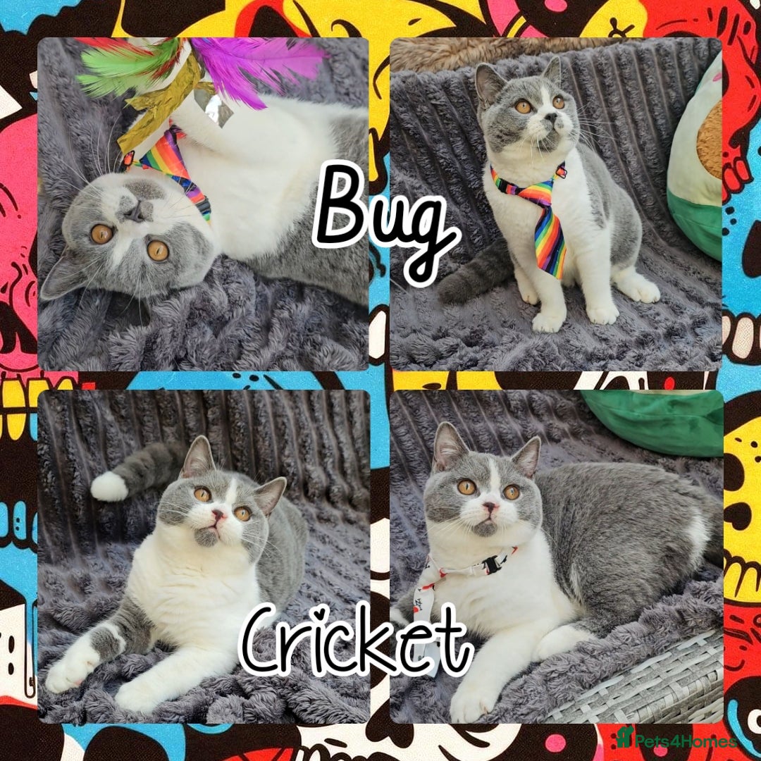 British Shorthair cats for sale: 2 chunky pedigree bsh male kittens - Advert 4