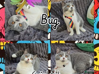 British Shorthair cats - Advert 15