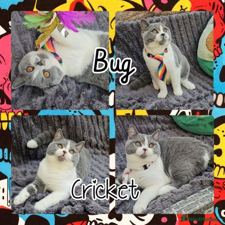 British Shorthair cats - Advert 13