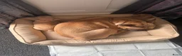 French Bulldog dogs for sale: French Bulldog Puppies - Advert 6