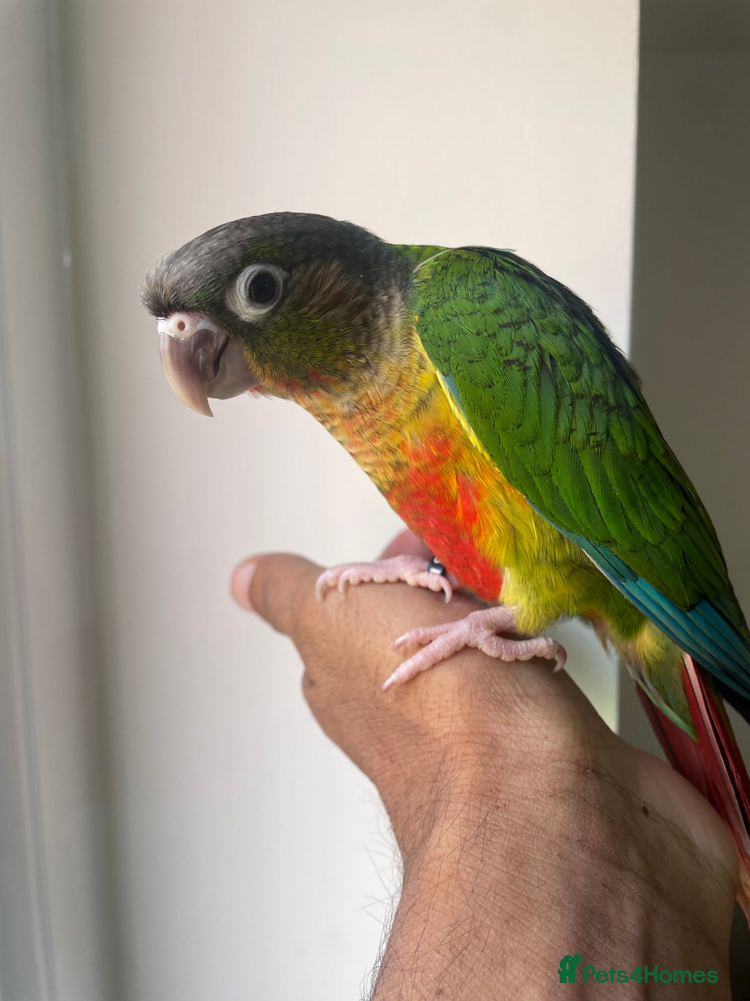 Conures birds for sale: 100% SILLY TAME HAND REARED DNA SEXED BABY CONURES - Image 3