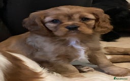 Cavalier King Charles Spaniel dogs for sale: Stunning ruby and black & tan puppies - Image 2