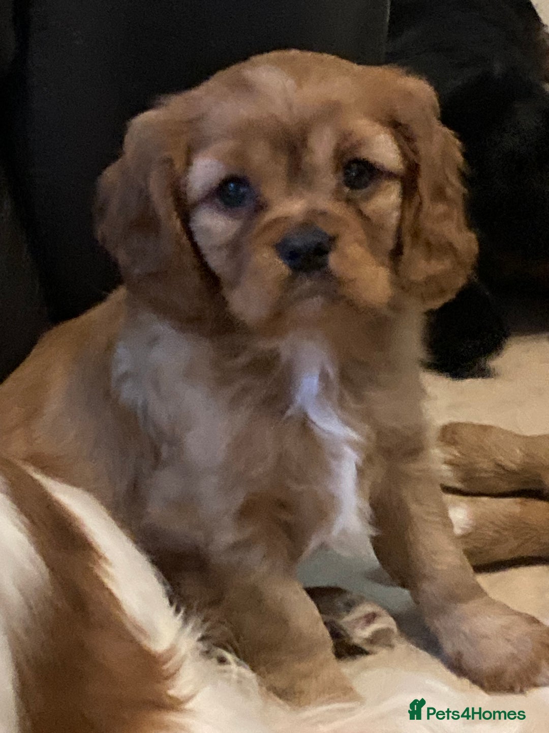 Cavalier King Charles Spaniel dogs for sale: Stunning ruby and black & tan puppies - Image 2