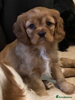 Cavalier King Charles Spaniel dogs - Advert 1