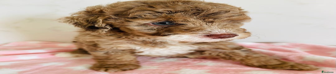 Cockapoo Puppy 8 merle