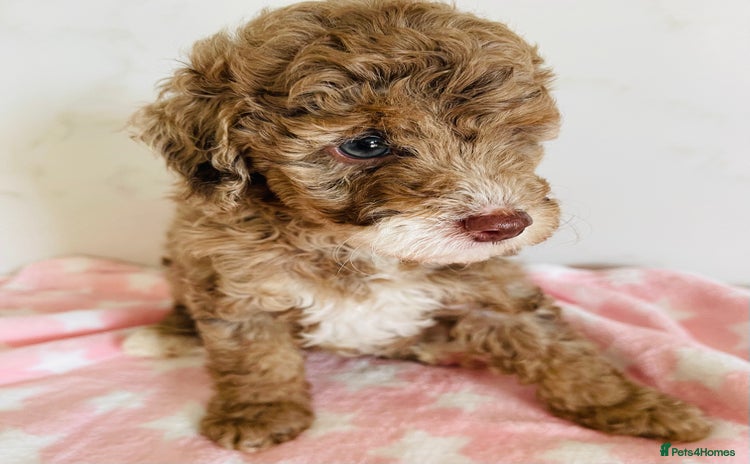 Cockapoo dogs - Advert 3
