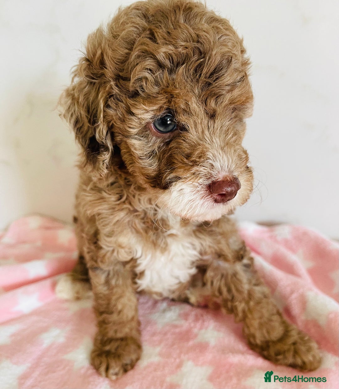 Cockapoo dogs for sale: Unique & stunning full DNA tested Cockapoo puppies - Image 20