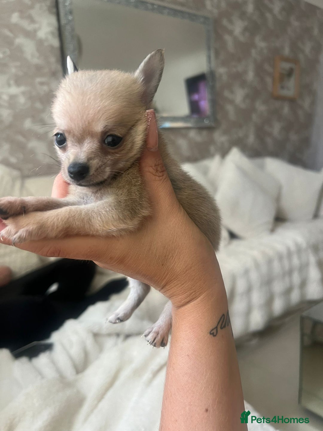 Pomchi dogs for sale: 5 beautiful xs pomchi (open to offers) - Image 11