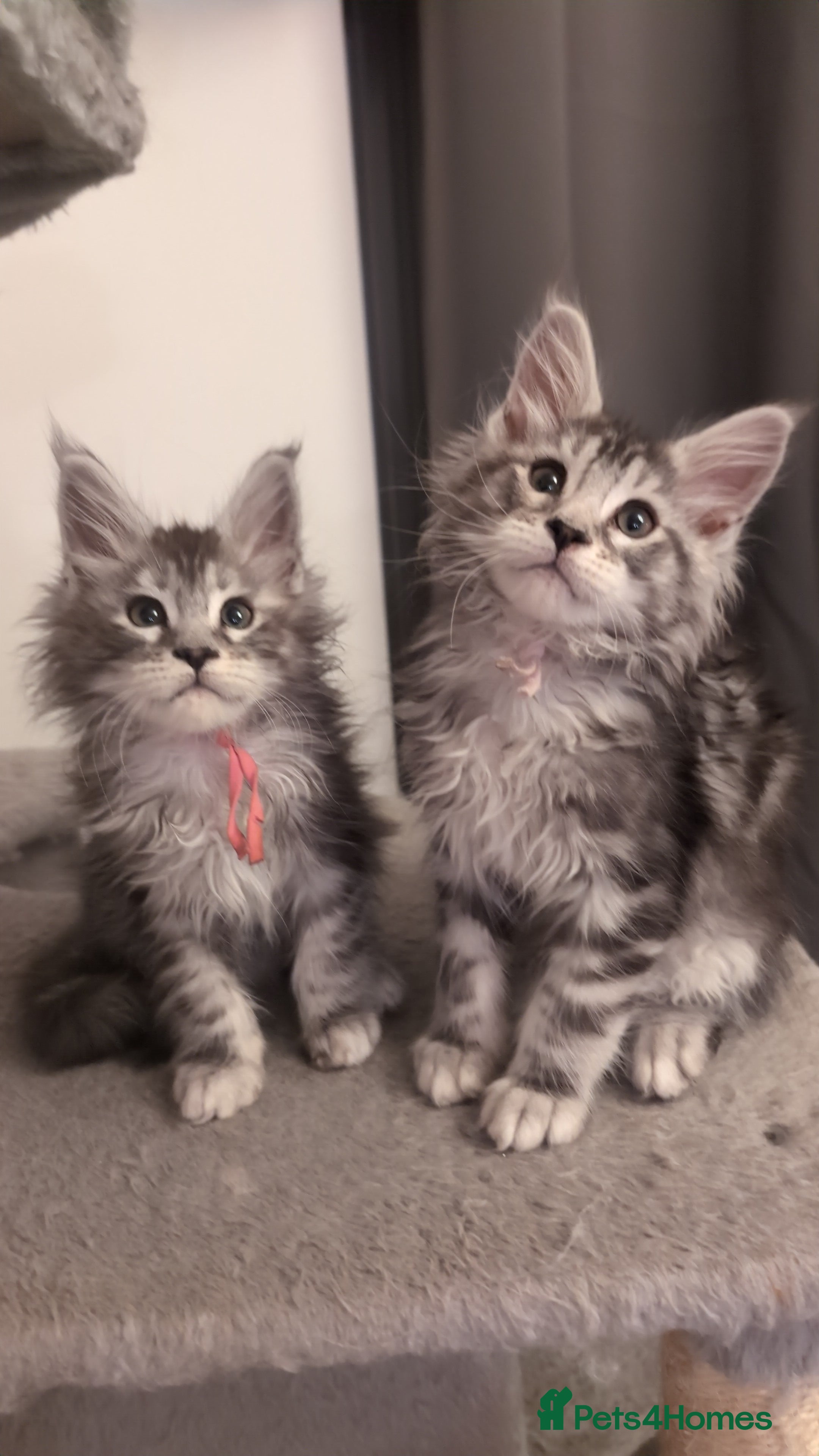 Maine Coon cats Mainecoon kittens  - Advert 4