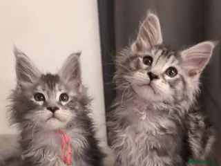 Maine Coon cats Mainecoon kittens - Advert 4