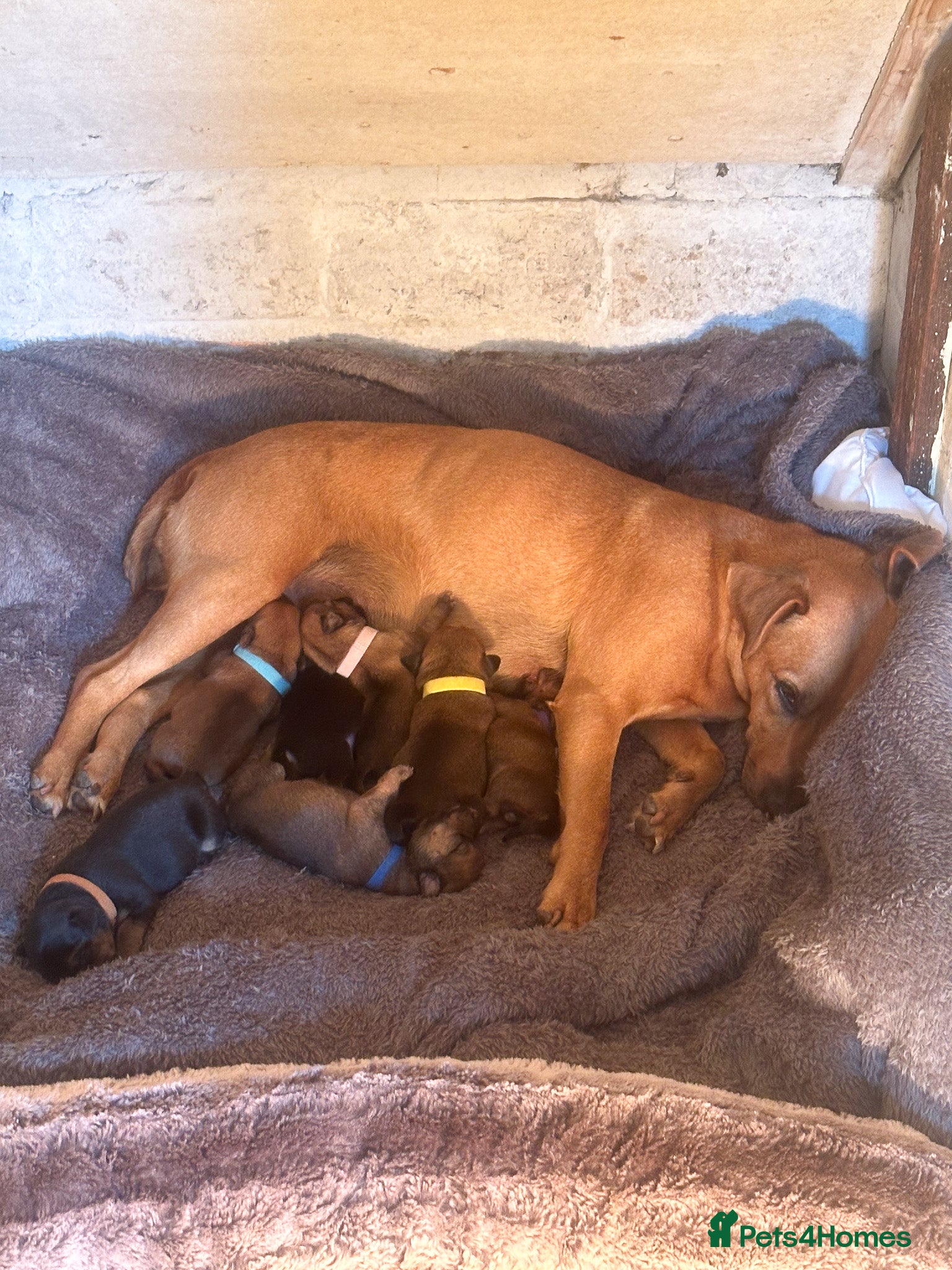 Mixed Breed dogs for sale: Patterdale X Lakeland Puppies for Sale in Letchworth Garden City - Advert 29
