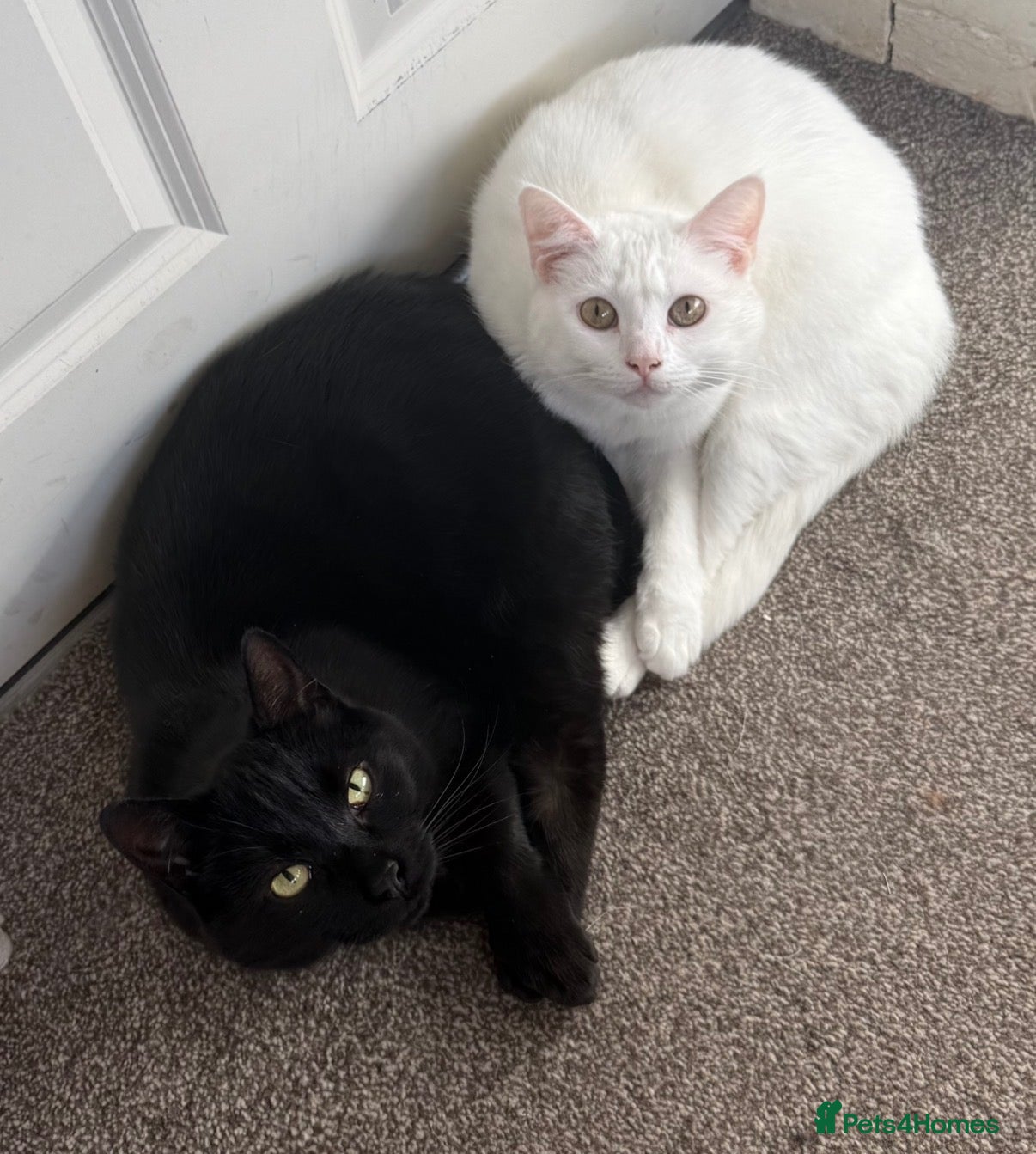 Domestic Shorthair cats Lucifer and Myrtle  - Advert 9