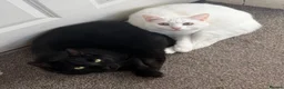 Domestic Shorthair cats for sale: Lucifer and Myrtle  in Northwich - Advert 1