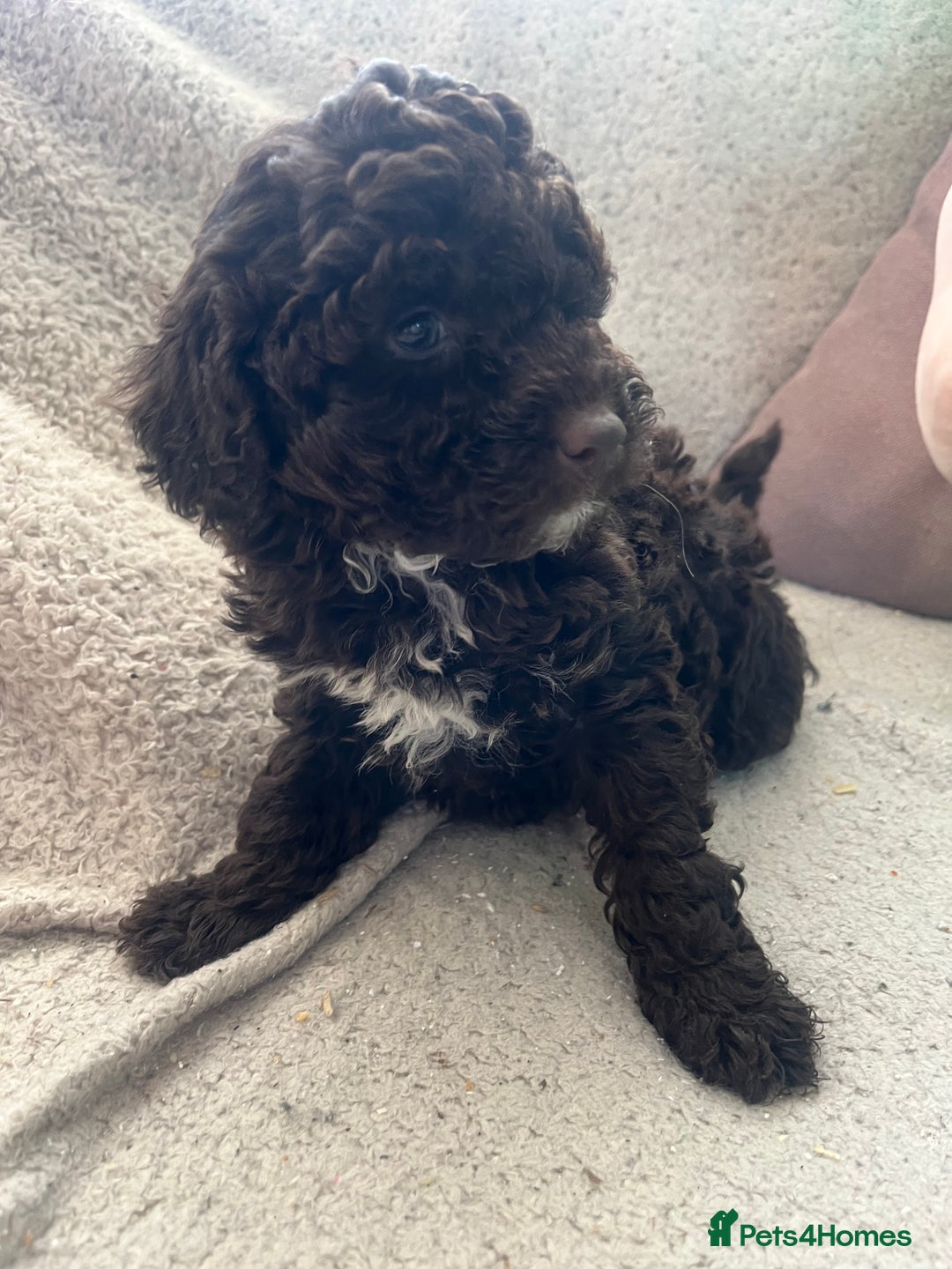 Toy Poodle dogs for sale: Toy poodle puppies - Advert 5