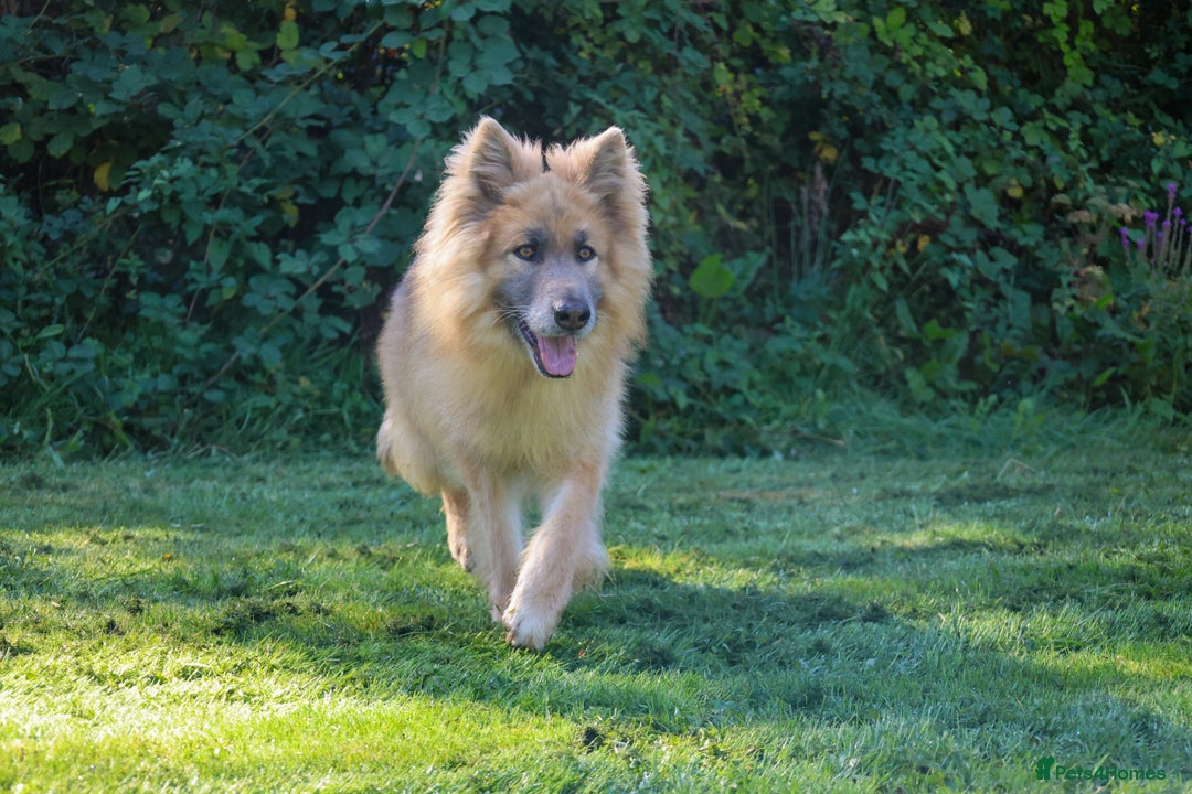 German Shepherd dogs for sale: 💙KC health tested parents 💙 - Advert 33