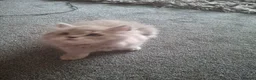 British Longhair cats for sale: Pure British Long Haired Kittwens for sale. - Advert 2