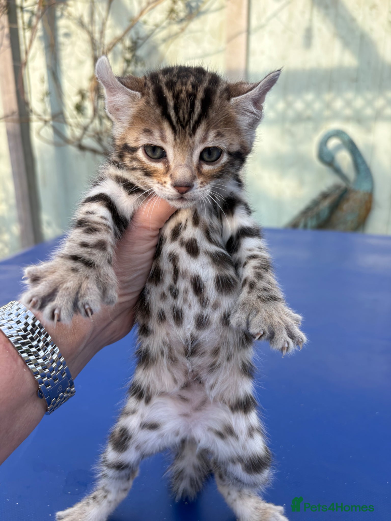 Keetso cats Superb rare polydactyl curled eared keetsos  - Advert 2