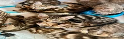 Bengal cats for sale: Stunning Bengal X With Beautiful Markings - Advert 17