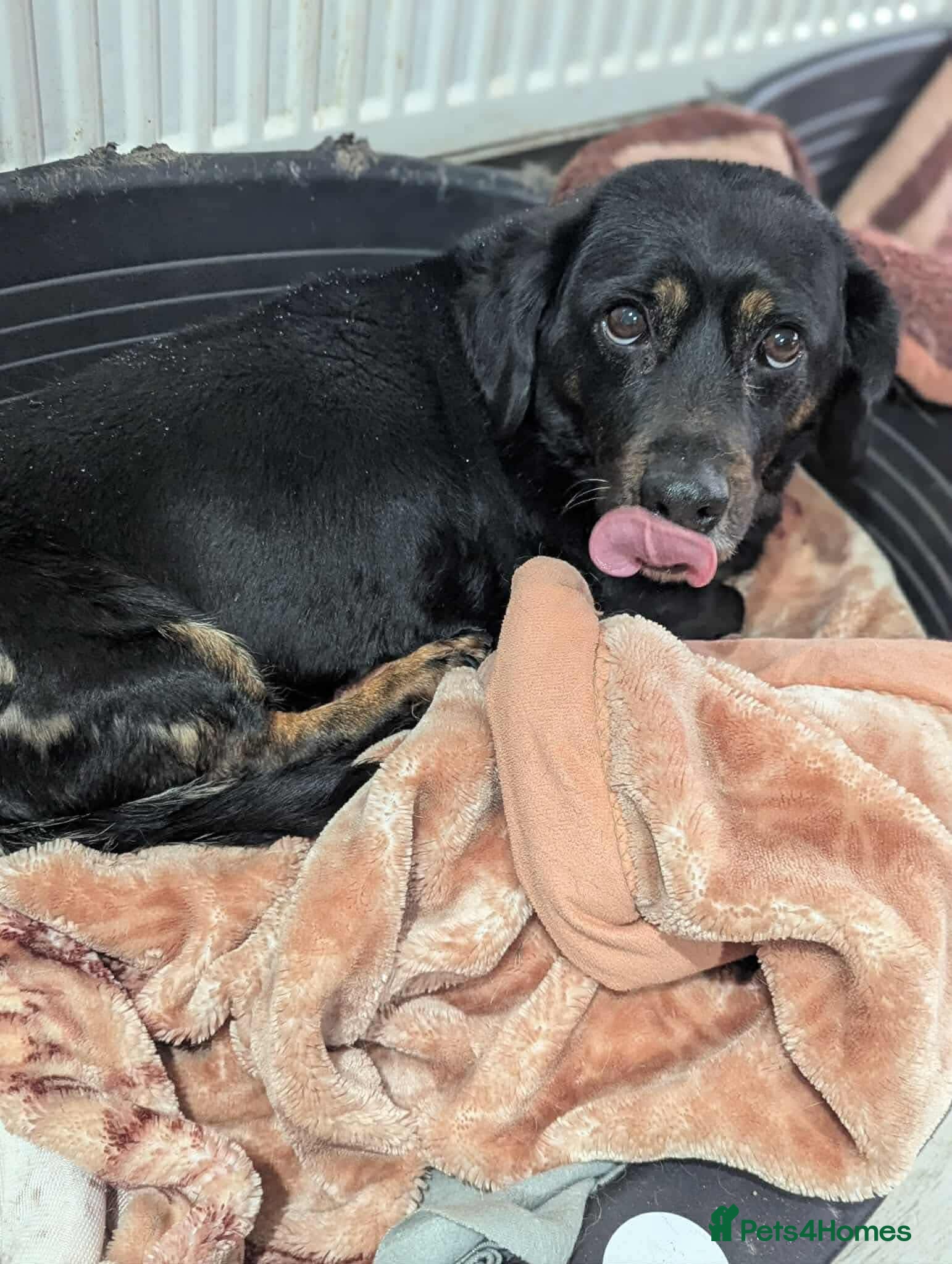 Mixed Breed dogs Maya is looking for a home!  - Advert 1