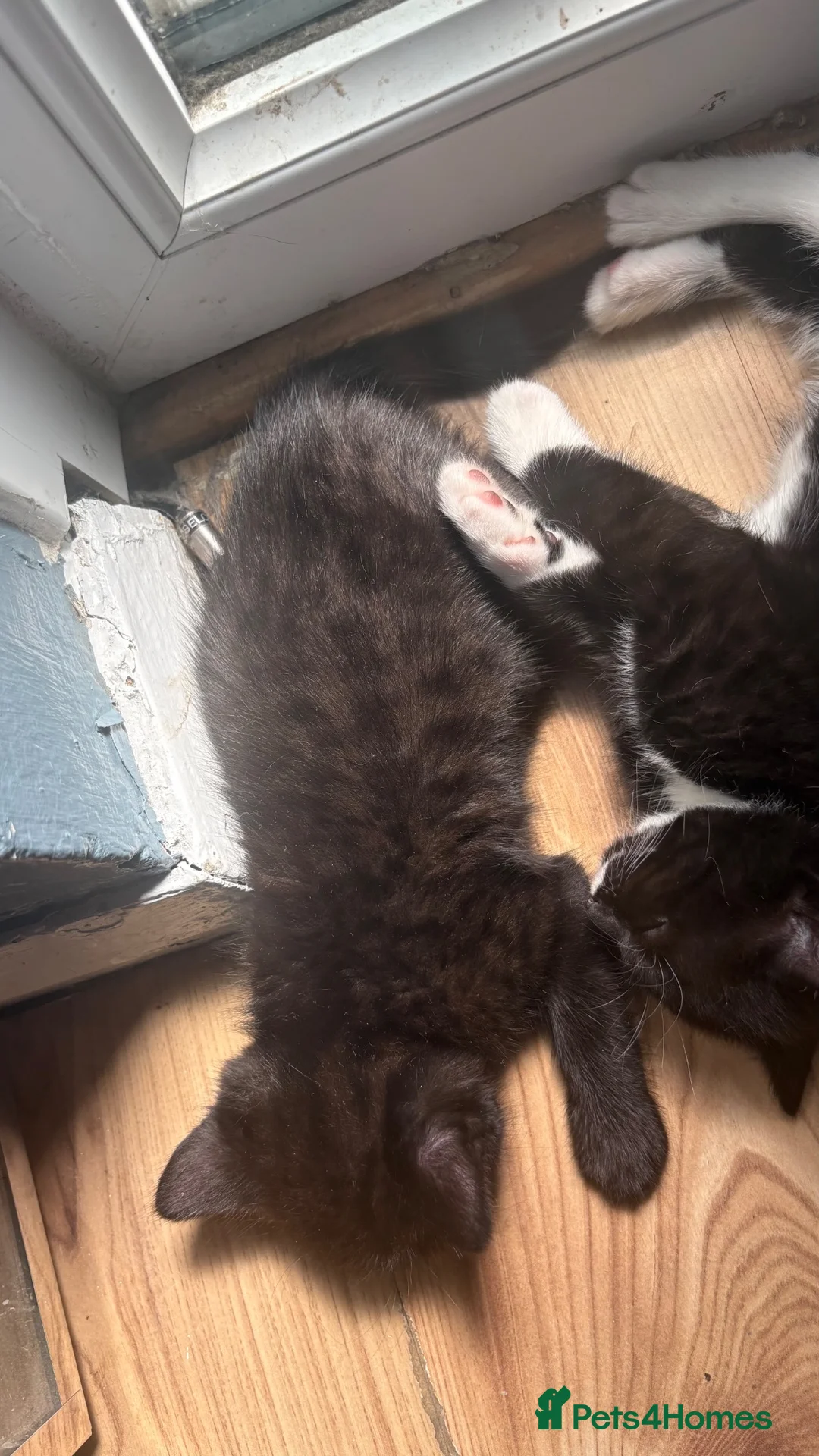 Mixed Breed cats for sale: Ready now half bengals  in Watford - Advert 9