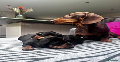 Miniature Dachshund dogs - Advert 16