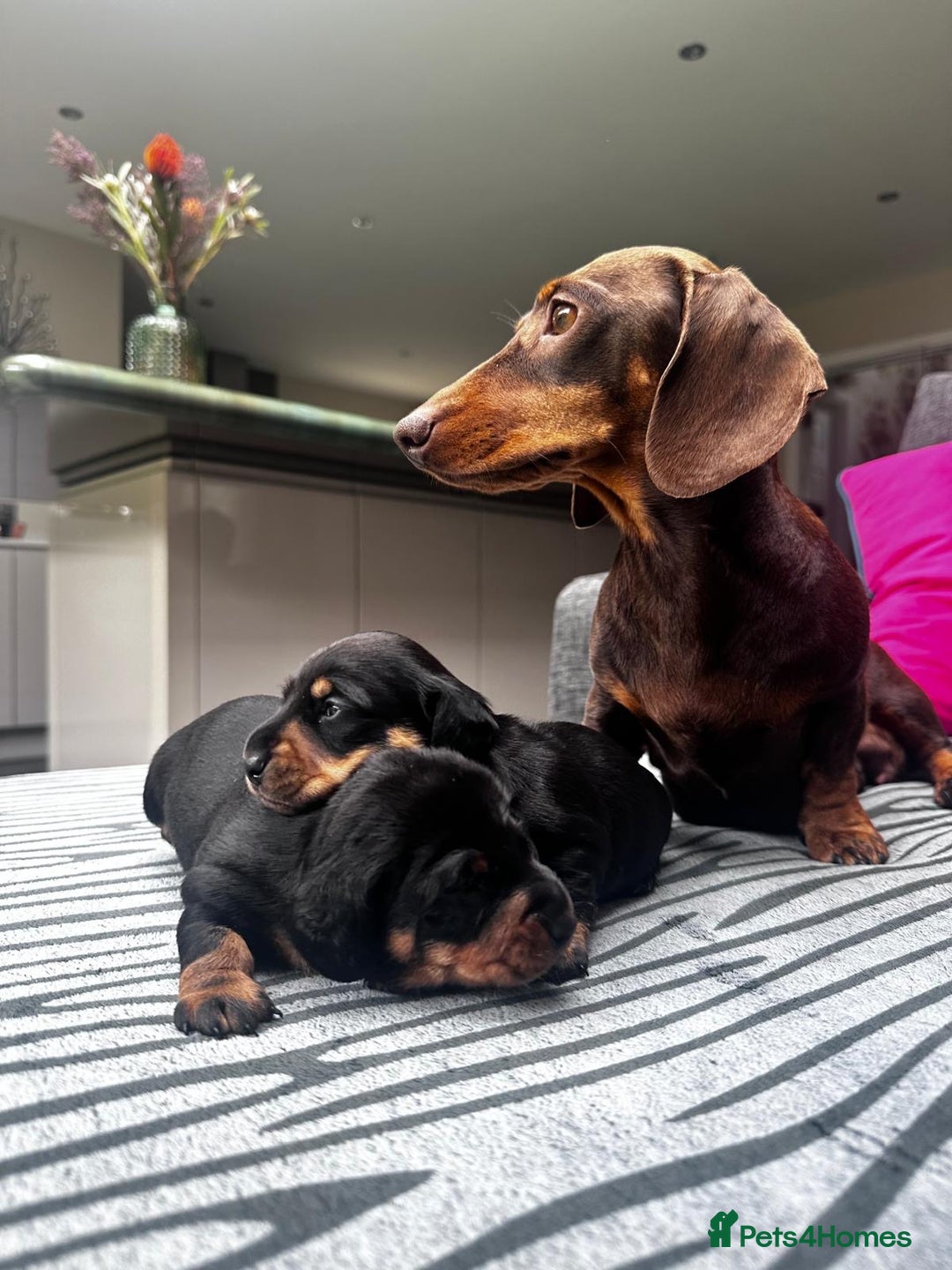 Miniature Dachshund dogs for sale: KC short haired miniature Black and Tan puppies - Image 2