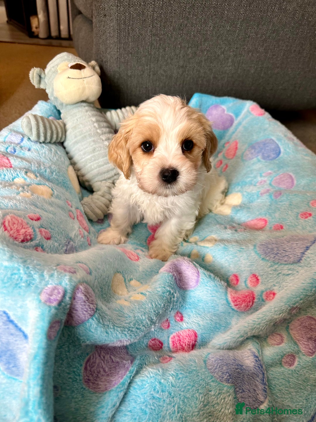 Cavachon dogs for sale: READY NOW - DNA/Health Tested Cavachon Puppies - Image 7