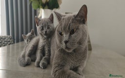 British Shorthair cats for sale: British shorthair blue / lilac kittens  - Image 24